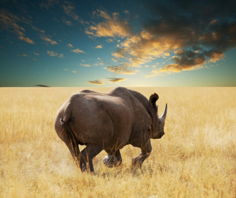 Conservation Impact Bonds: lo strumento che può colmare il gap di finanziamento per la biodiversità