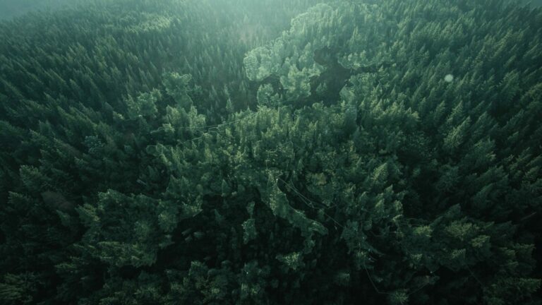 5 Verità sorprendenti sulla cattura di carbonio che le foreste europee ci stanno insegnando