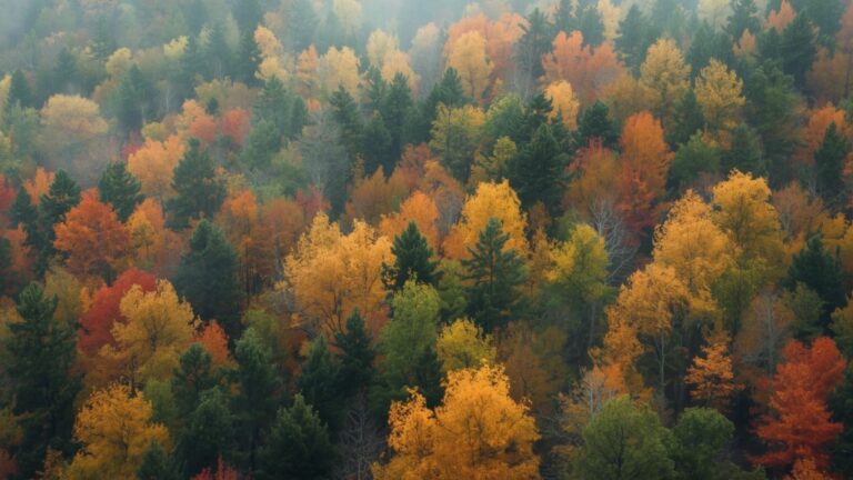 Certificazione forestale in Italia: strategie operative per una filiera sostenibile e crediti di carbonio