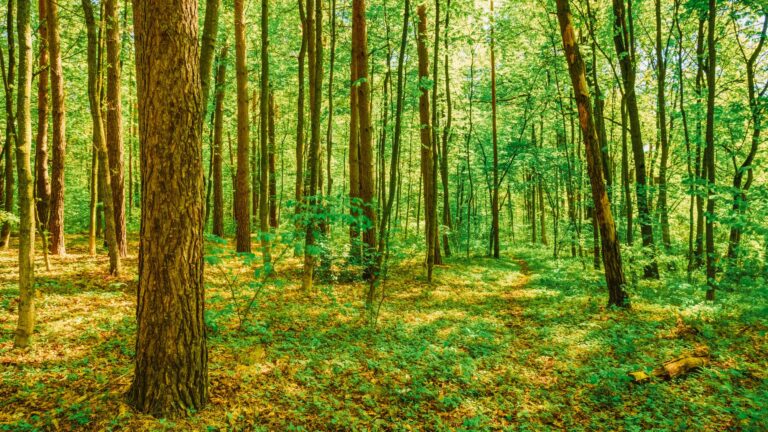 Il forest carbon sta diventando un asset finanziabile. Ecco cinque casi che lo dimostrano